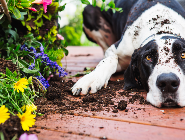 A dog lies on the deck with flowers outside its home.