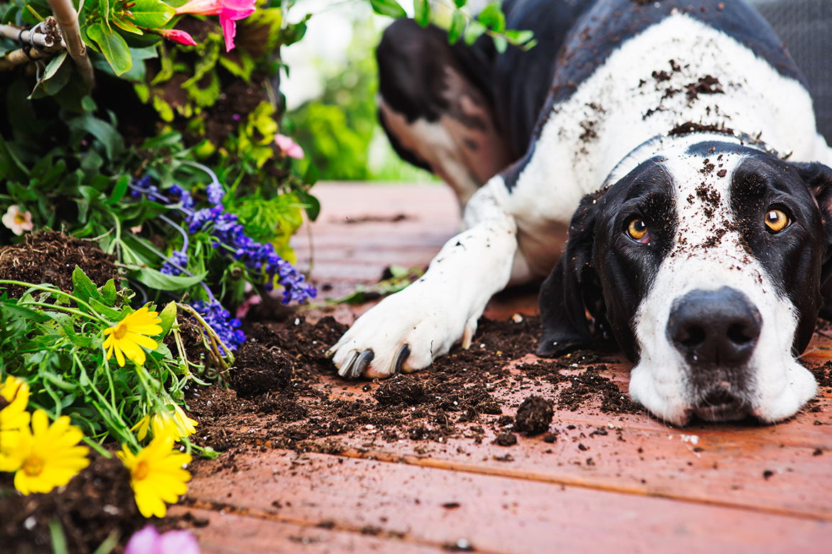 A dog lies on the deck with flowers outside its home.